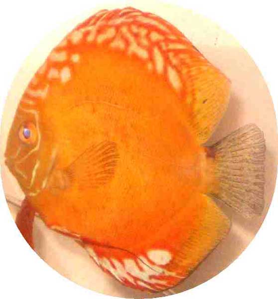 Golden Dragon Discus Fish 2.5 inch